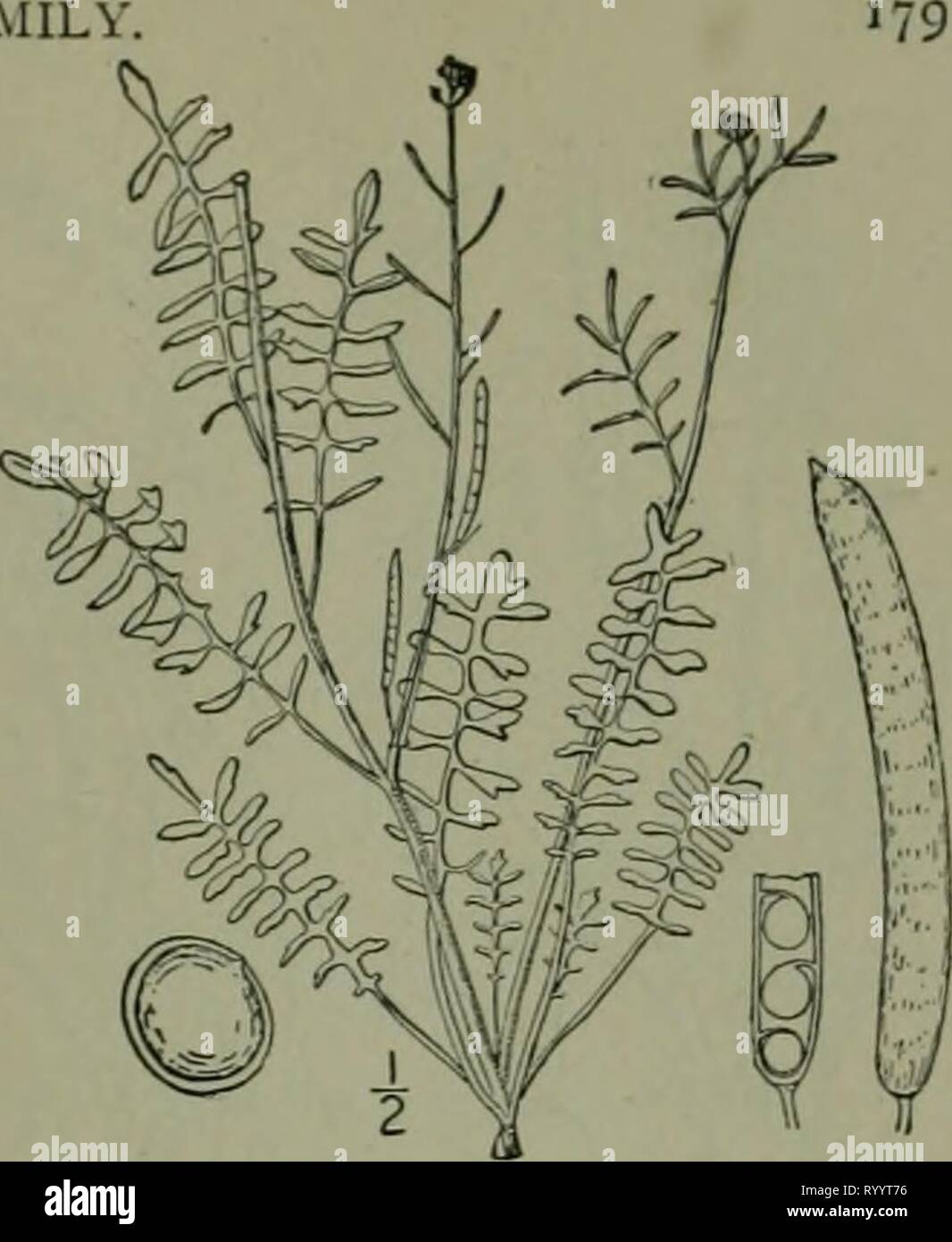 Eine Illustrierte Flora der Eine Illustrierte Flora von der nördlichen USA, Kanada und die britischen Besitzungen: von Neufundland zu den Parallelen der südlichen Grenze von Virginia und vom Atlantik westwärts nach dem 102 Meridian. ed2illustratedflo 02 brit Jahr: 1913 Gattung 33. Senf FAMILIE I. Arabis virginica (L.) Trelease. Vir ginia - Rock - kresse. Abb. 2069. Brassicaceae virginica L. Sp. PI. 656. 1753. Cardaminc ludoviciana Haken. Journ. Bot. Ich: 191 - 1834. A. ludoviciana Meyer, Ind. Sem. Petr. 9:60. 1842. Arabis virginica Trelease; Branner & Coville, Rep. Geol. Surv. Arche 1884: Stockfoto