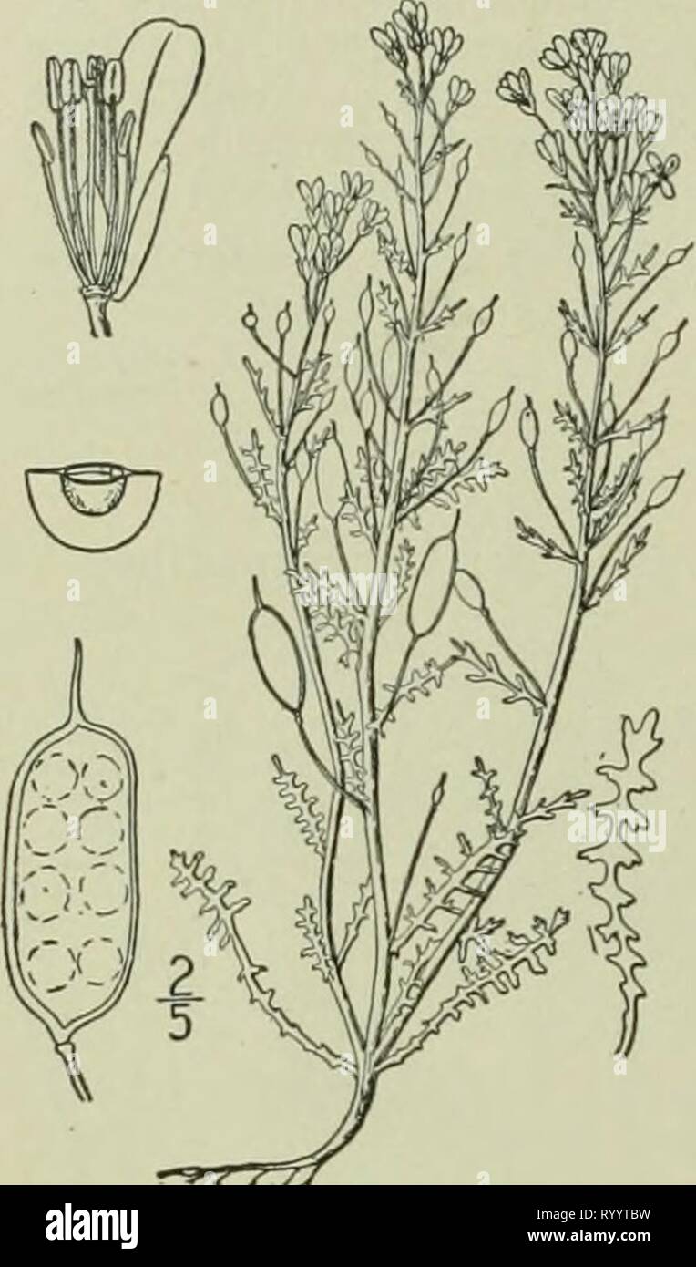 Eine Illustrierte Flora der Eine Illustrierte Flora von der nördlichen USA, Kanada und die britischen Besitzungen: von Neufundland zu den Parallelen der südlichen Grenze von Virginia und vom Atlantik westwärts nach dem 102 Meridian. ed2illustratedflo 02 brit Jahr: 1913 CRUCIFERAE. Breit geflügelt, kostenlos aus dem Septum, Ähnlichkeit dieser Gattung zu Luuaria.] Keimblätter accumbent. [Griechisch, Mond, von den Mitgliedstaaten und den northe drei Arten, nat Selenia aurea Nutt. Selenia. Â ¥ g. 2099. Journ Acad. Phila. 5: Stengel einfach, nuinerous, 2' - 8' hoch. Basalen Blätter ich '-2' lange, schmale, 1-2-Pinn Stockfoto