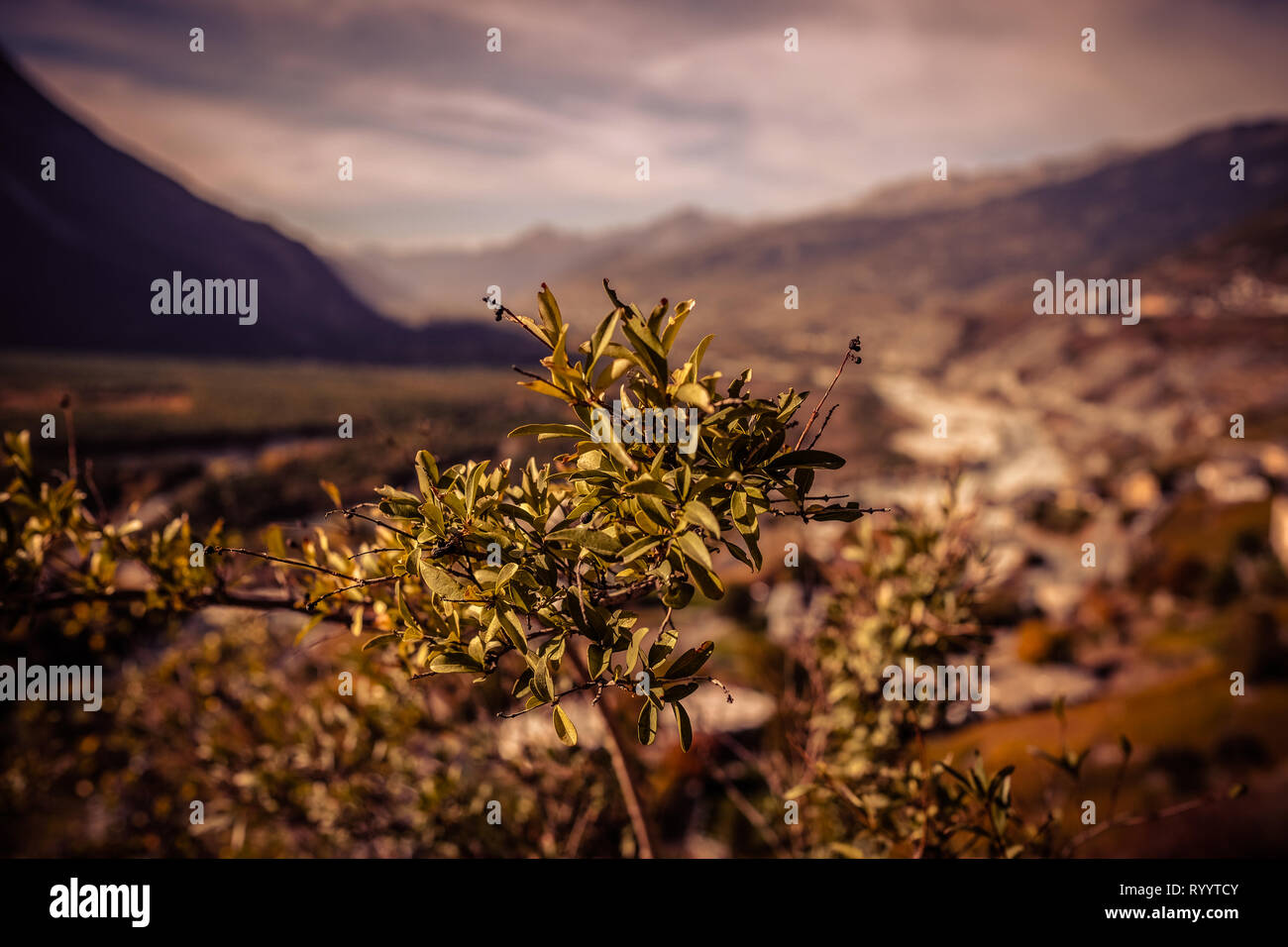 Panoramablick auf die Landschaft auf das Rhonetal im Wallis, Schweiz, mit der Vegetation im Vordergrund und das Tal in einem verschwommenen Hintergrund Stockfoto