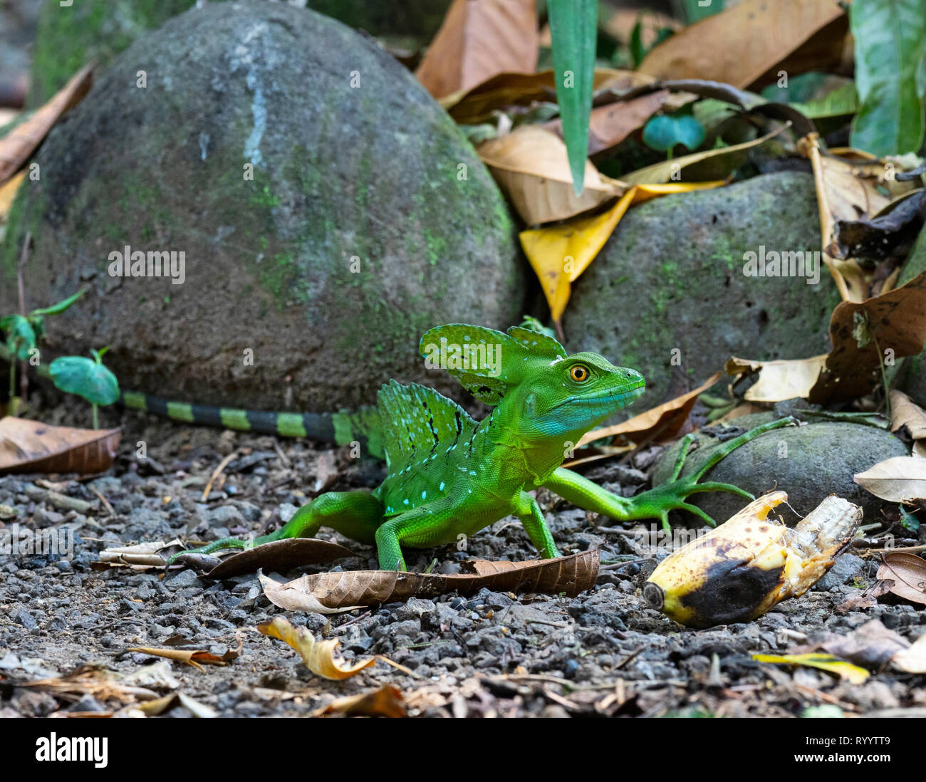 Basiliscus plumifrons männliche Grüne Basilisk Seitenansicht portrait Costa Rica Stockfoto