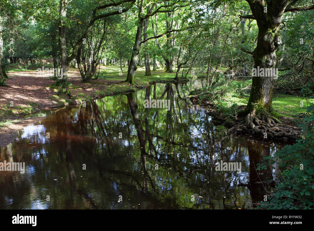 Ober Wasser Bach in der Nähe von Ober Ecke, New Forest National Park, Hampshire, England, Großbritannien, Oktober 2017 Stockfoto