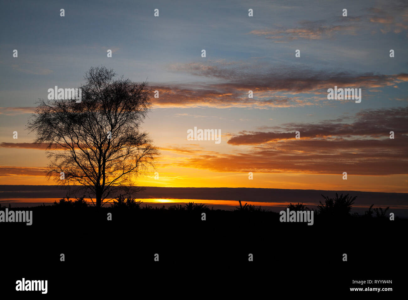 Silber Birke Betula pendula bei Sonnenuntergang, Hyde, New Forest National Park, Hampshire, England, Großbritannien,November 2017 Stockfoto