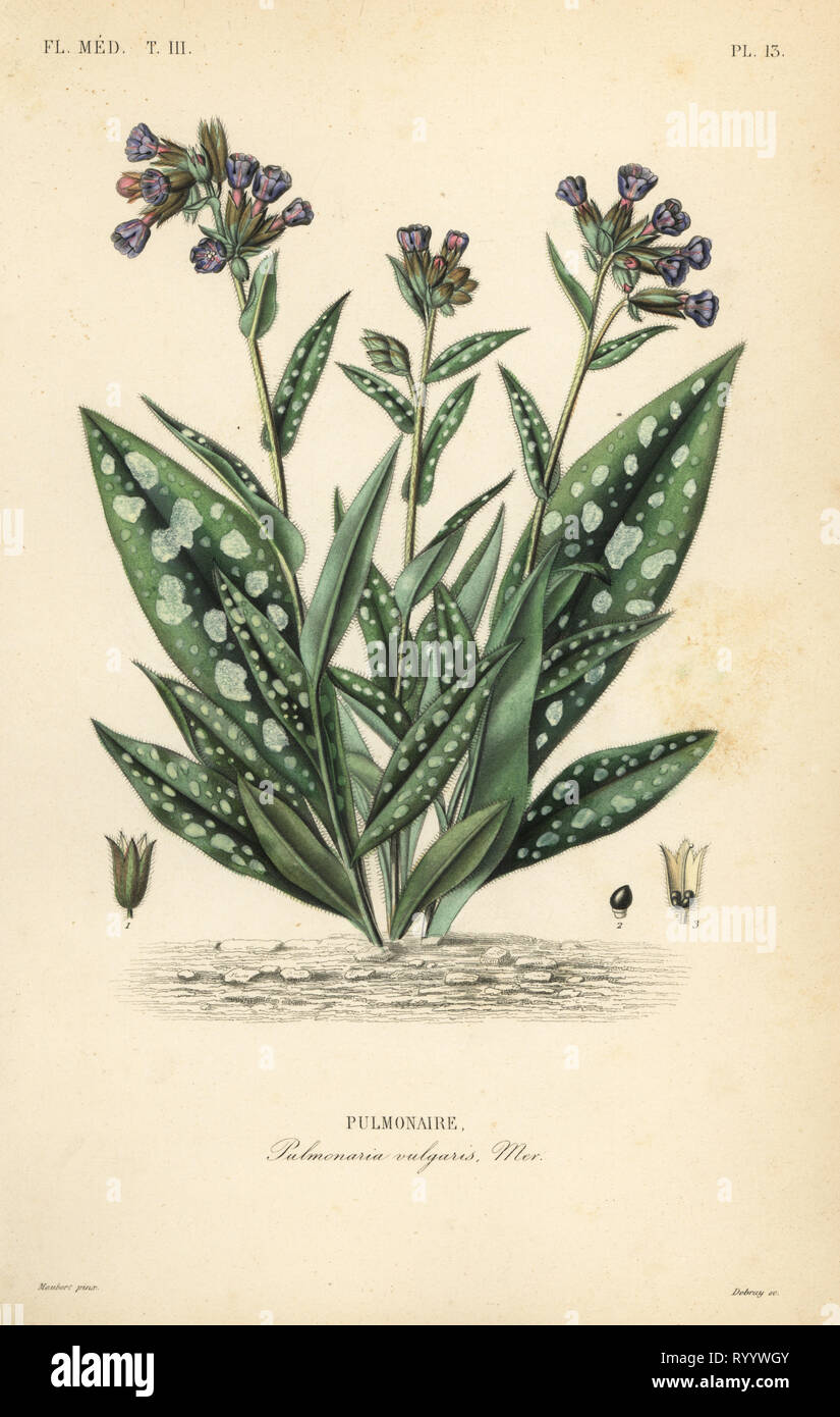 Lungenkraut, Pulmonaria officinalis, Pulmonaria vulgaris, Geschichte. Papierkörbe Stahlstich von debray nach einem botanischen Abbildung von Edouard Maubert von Pierre Oscar Reveil, A. Dupuis, Fr. Gerard und Francois Herincq's La Regne Vegetal: Flore Medicale, L. Guerin, Paris, 1864-1871. Stockfoto