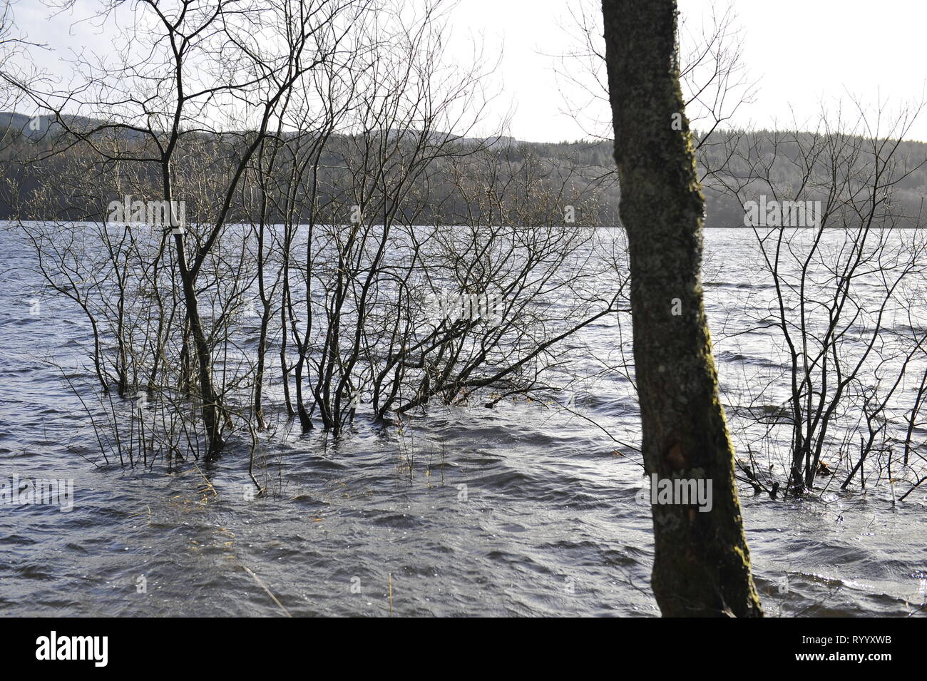 Die Trossachs, UK. 15. März 2019. Nach dem Sturm Hannah - Szenen vom Loch Achray in den Trossachs in der Nähe von Callander. Felder, Zäunen und Bäumen entweder unter Wasser, oder teilweise unter Wasser. Die schlammigen Boden mit Wasser getränkt ist. Der Wasserstand des Sees ist fast bis zu der Straße auf den unteren Boden. Der Fluss, der fließt aus dem Loch verfügt auch über die Ufer und überschwemmte die Altstadt von Callander ein paar Meilen entfernt. Credit: Colin Fisher/Alamy leben Nachrichten Stockfoto