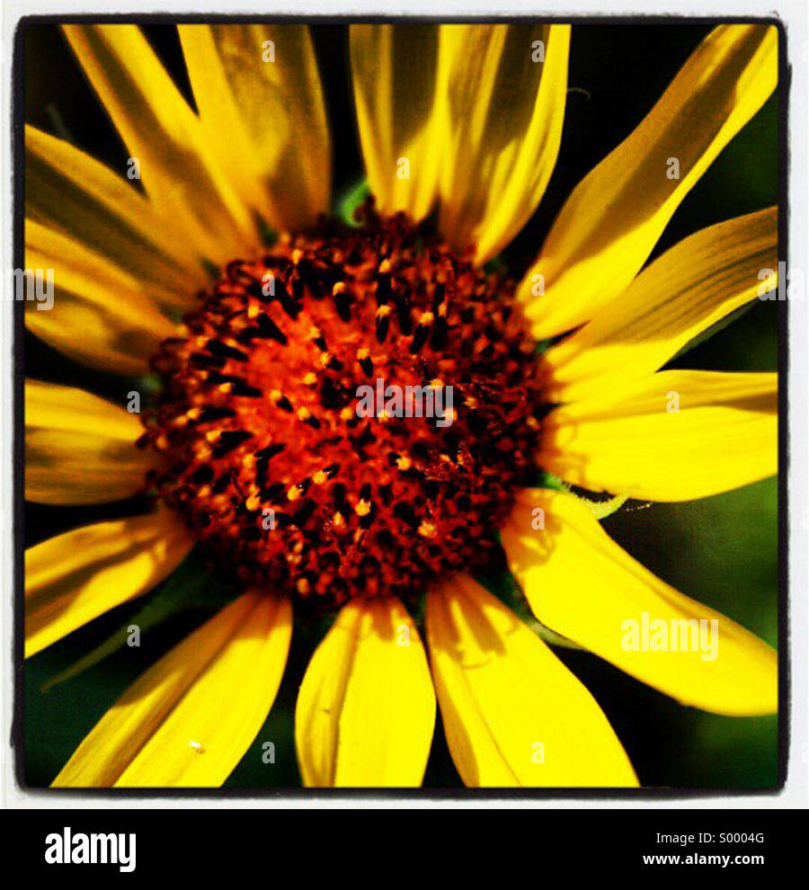 Sonnendurchflutetes Sonnenblume Stockfoto