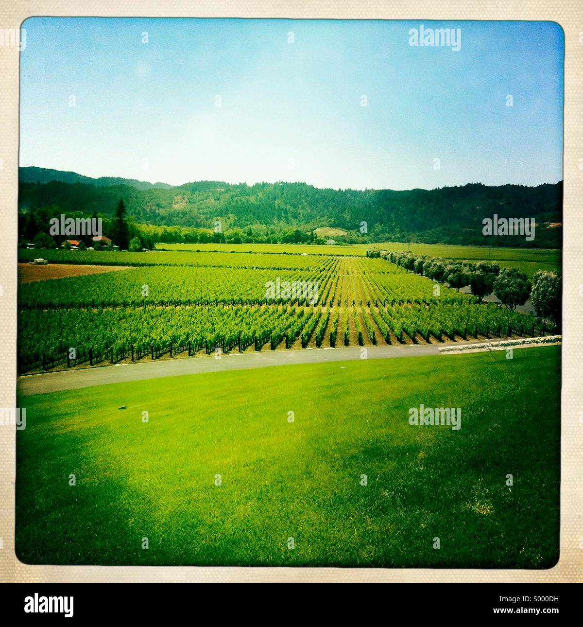 Opus einen Weinberg, Napa Valley, California Stockfoto