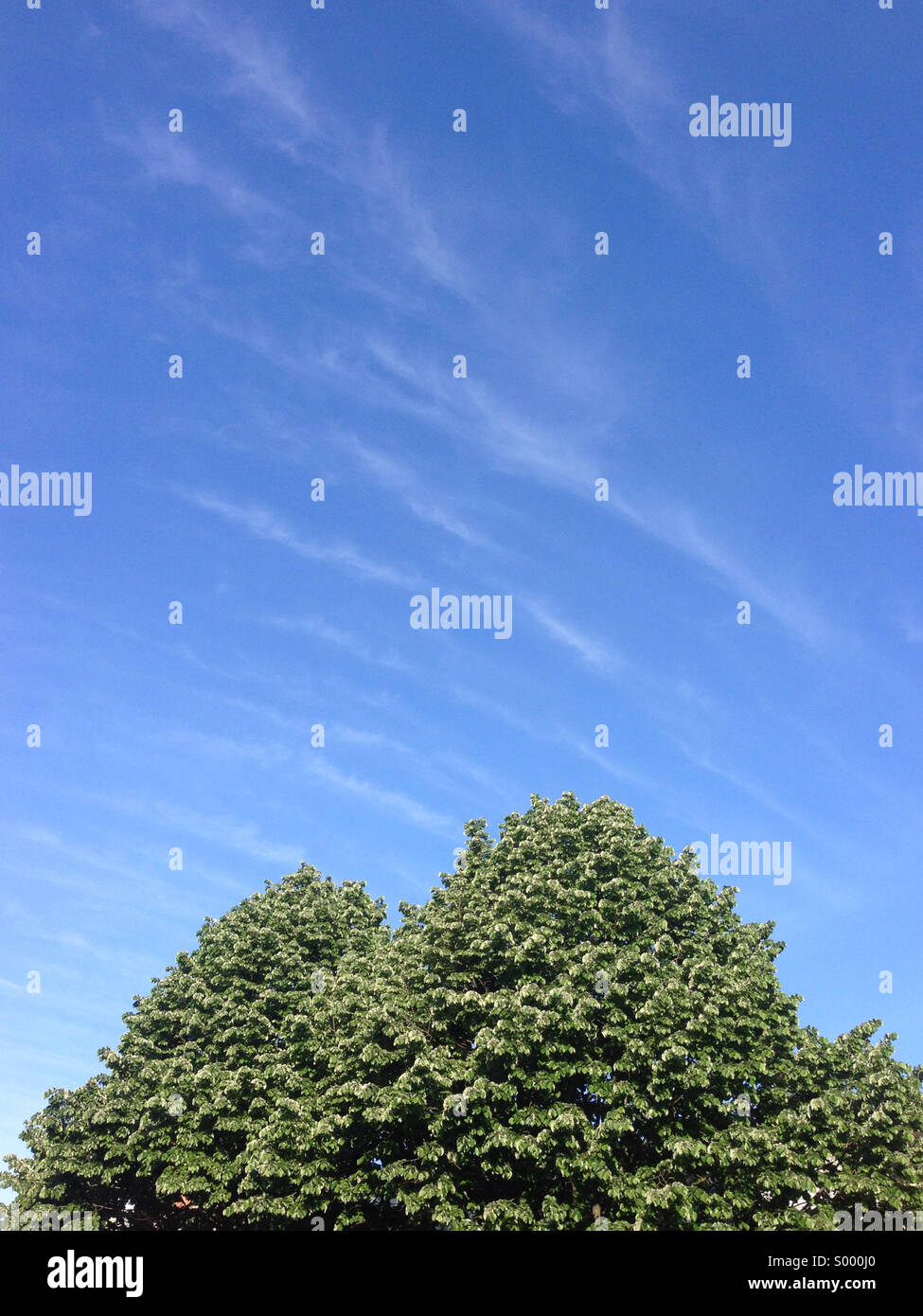 Zwei Bäume mit blauem Himmel oben. Stockfoto