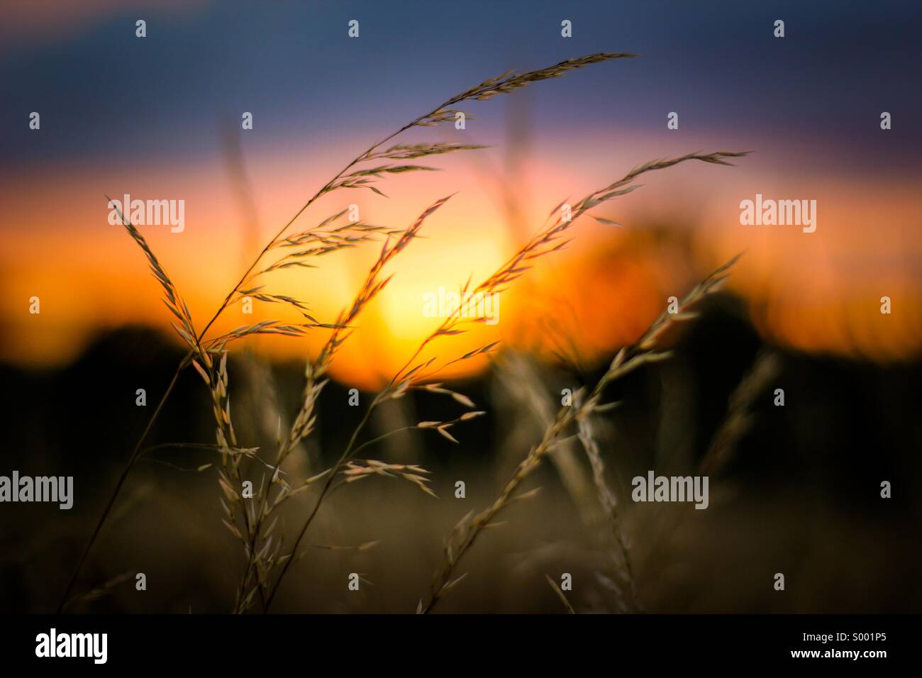 Sonnenuntergang - goldenen Feldern Stockfoto
