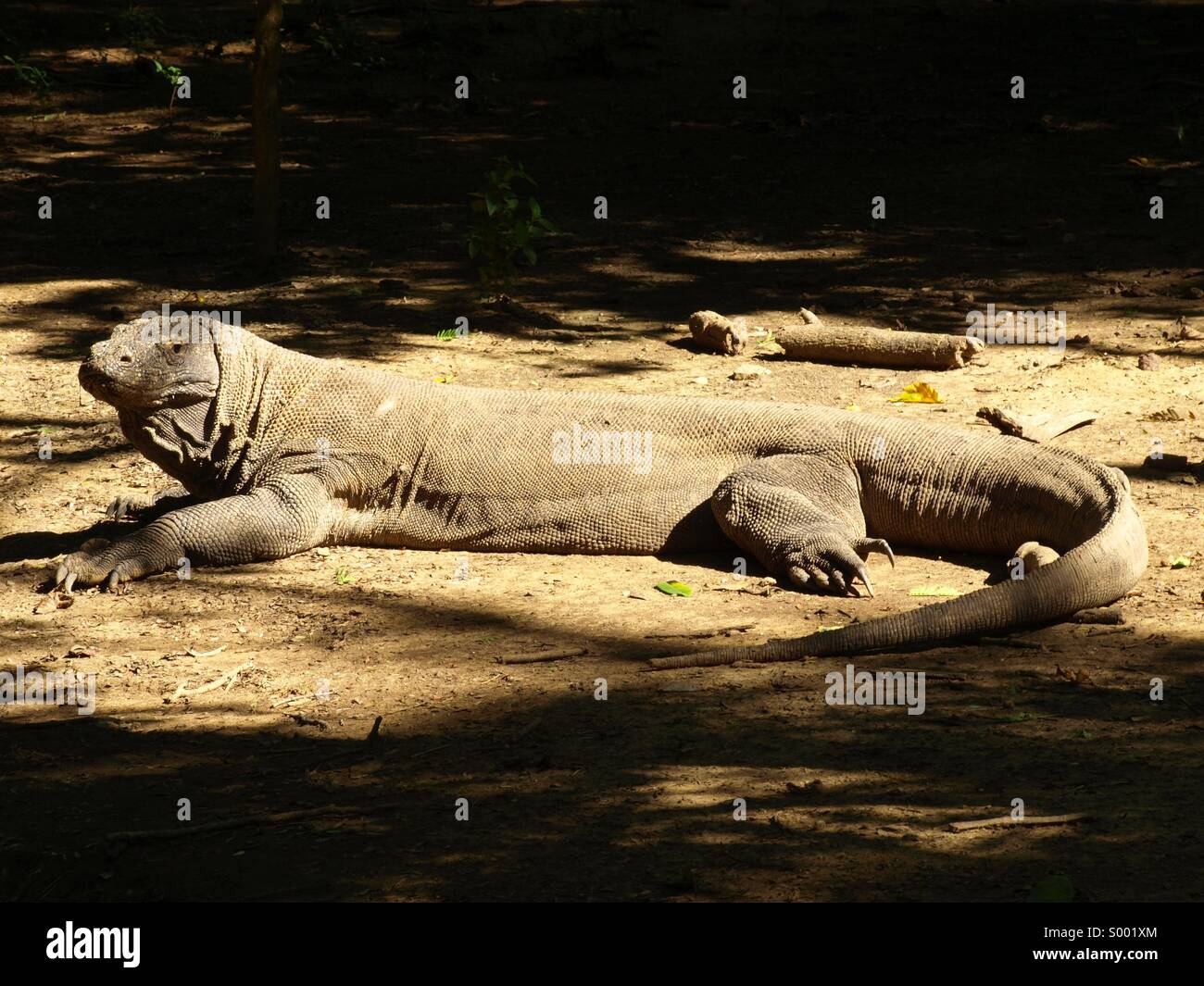 Komodo dragon Stockfoto