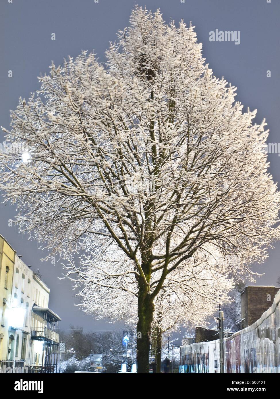 Eis-Baum Stockfoto