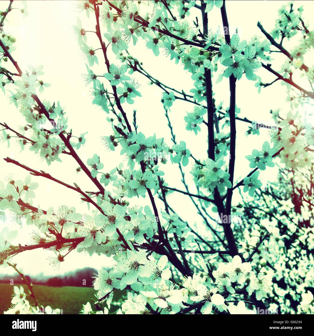 Blüte auf Baum Stockfoto