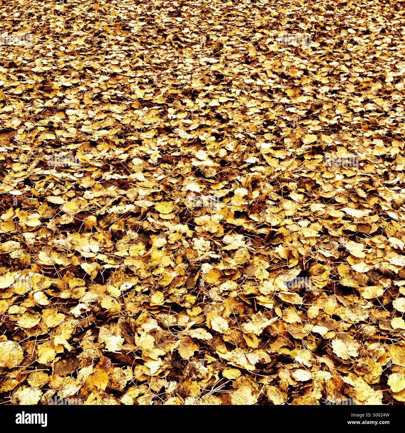 Gelbes Herbstlaub Stockfoto