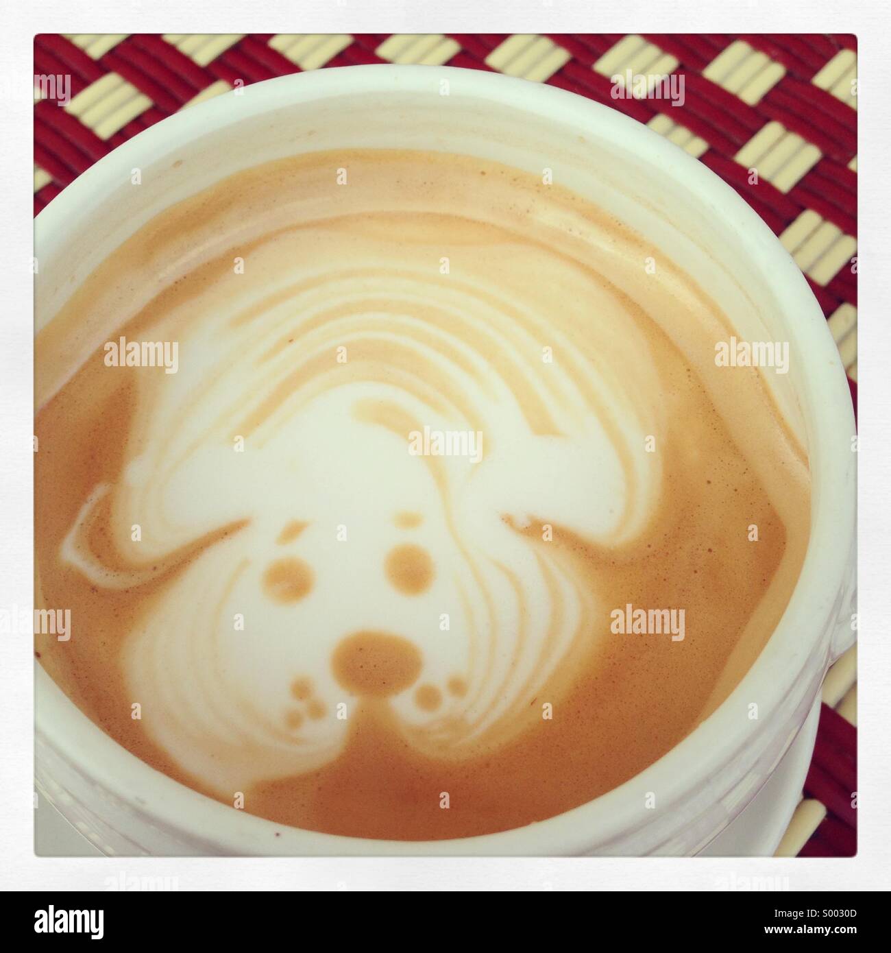 Hund latte Stockfoto