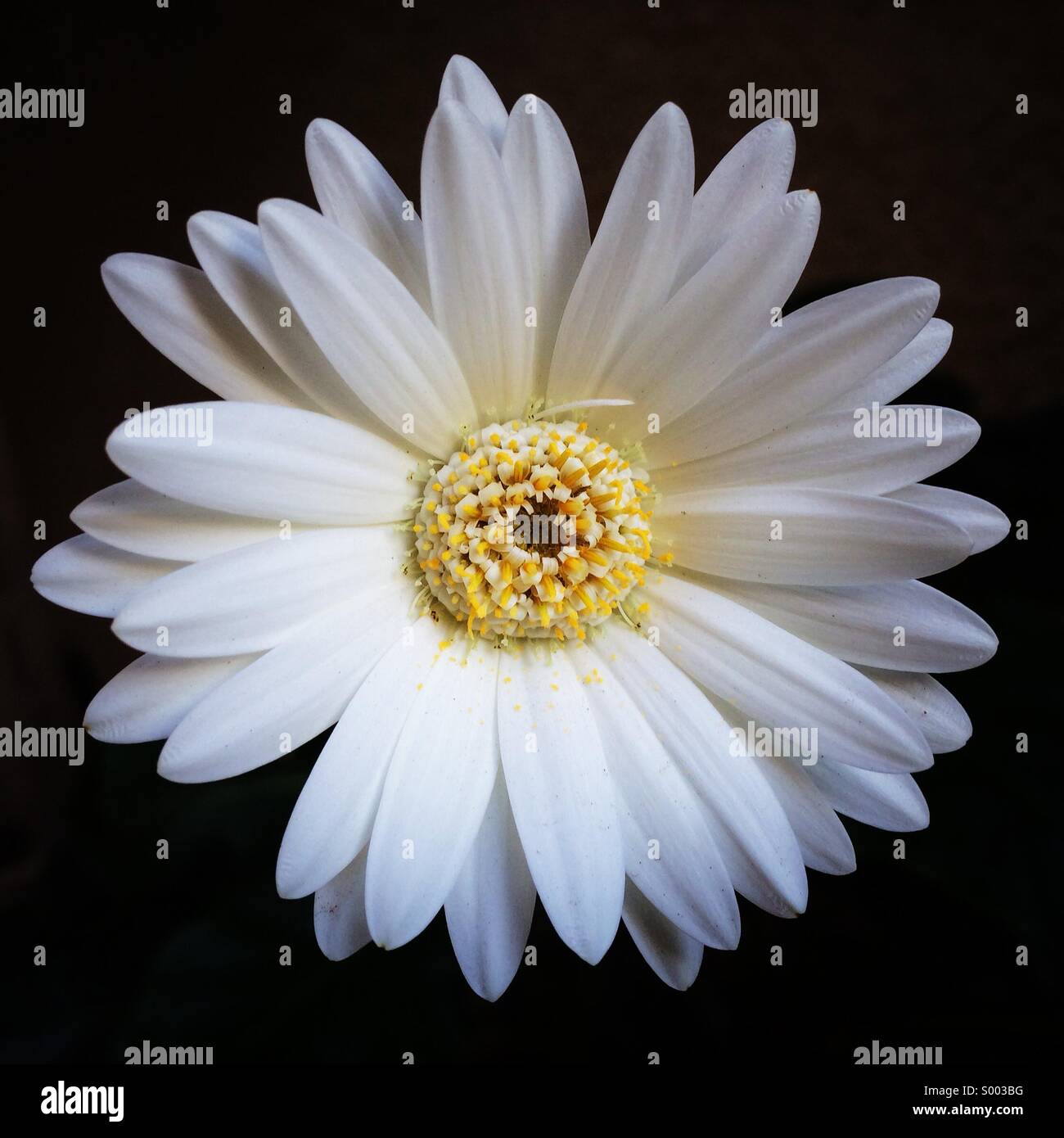 Einfache, weiße Gerbera Daisy Stockfoto