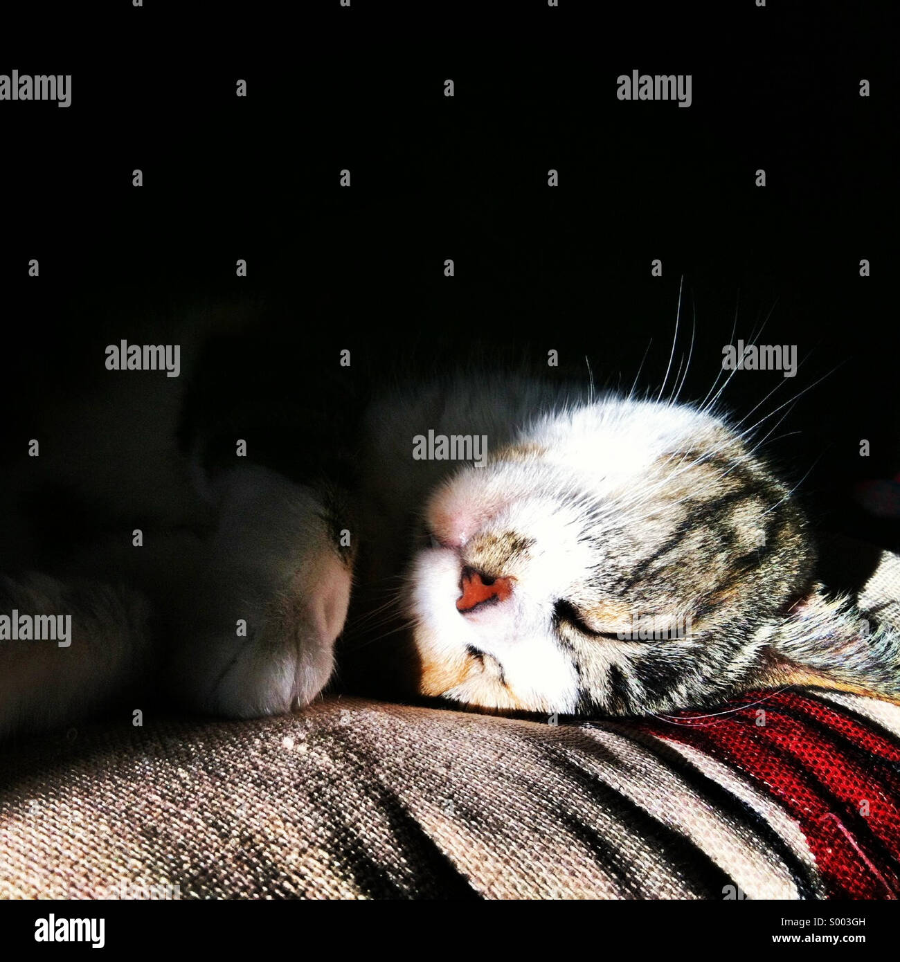 Entzückende Schlafendes Kätzchen. Stockfoto