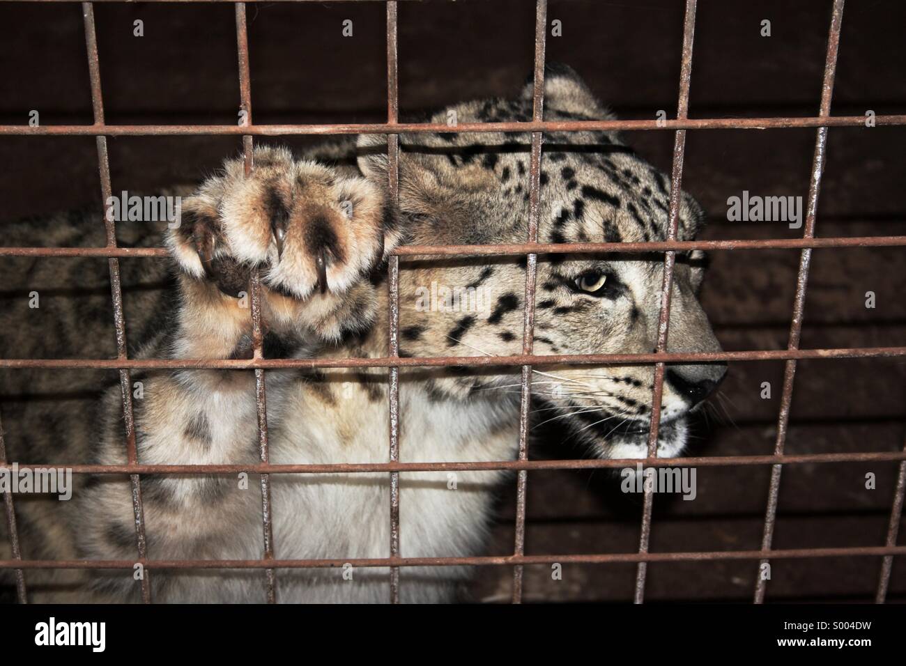 Snow Leopard in Gefangenschaft Stockfoto