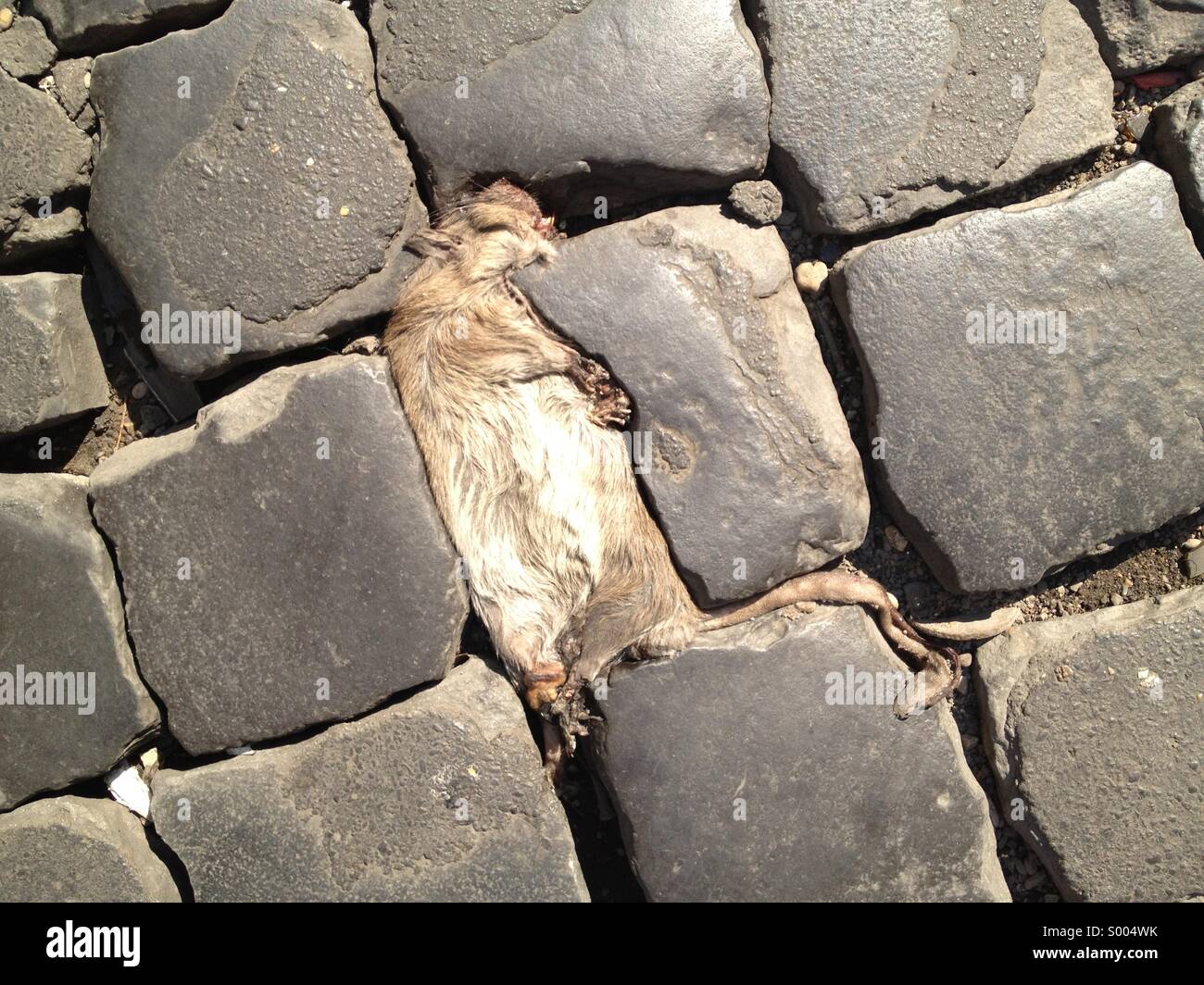 Tote Ratte in Rom in Connessures von Pflastersteinen Stockfoto