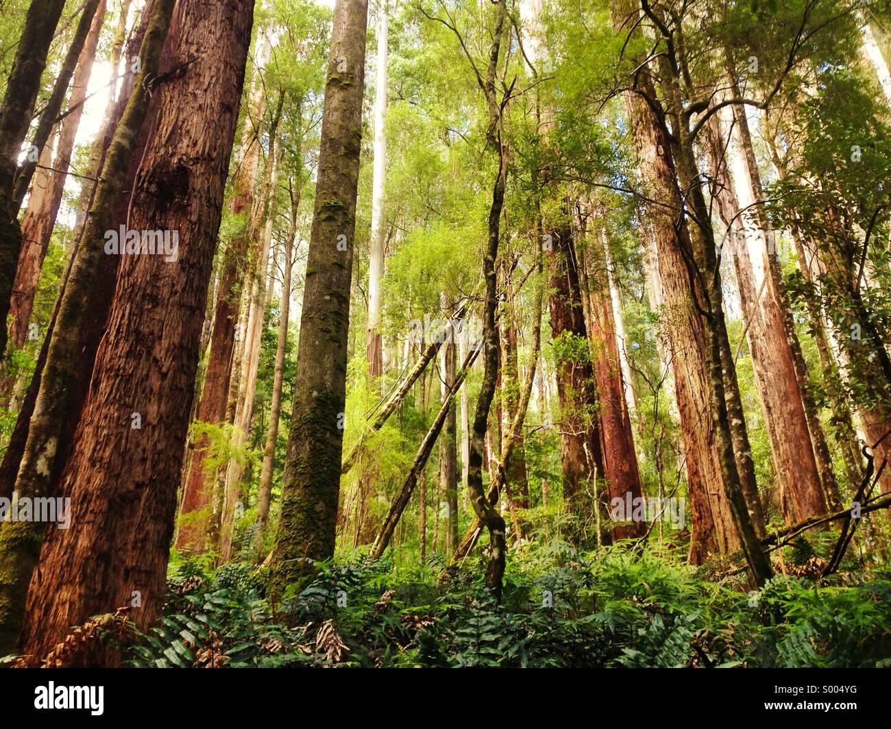 Wald-Traum Stockfoto