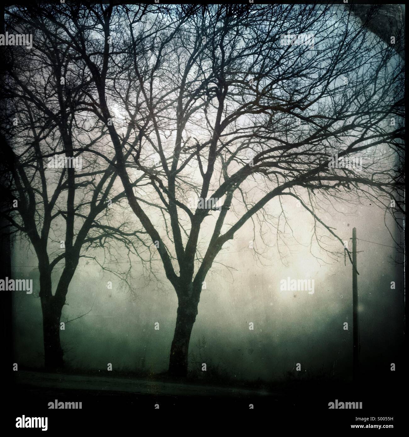 Bäume im Nebel, Umbrien, Italien - Smartphone-aufgenommenes Stockfoto