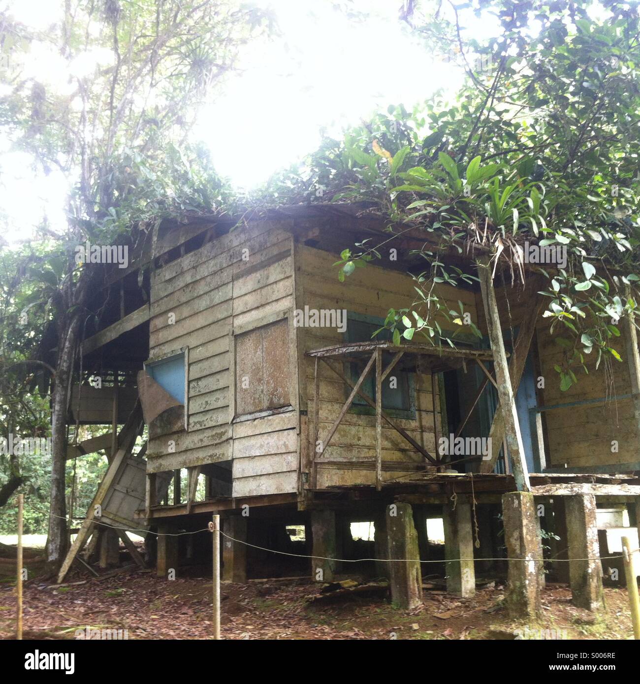 Ein Baum wächst in einem verlassenen Haus in Sarapiqui, Costa Rica Stockfoto