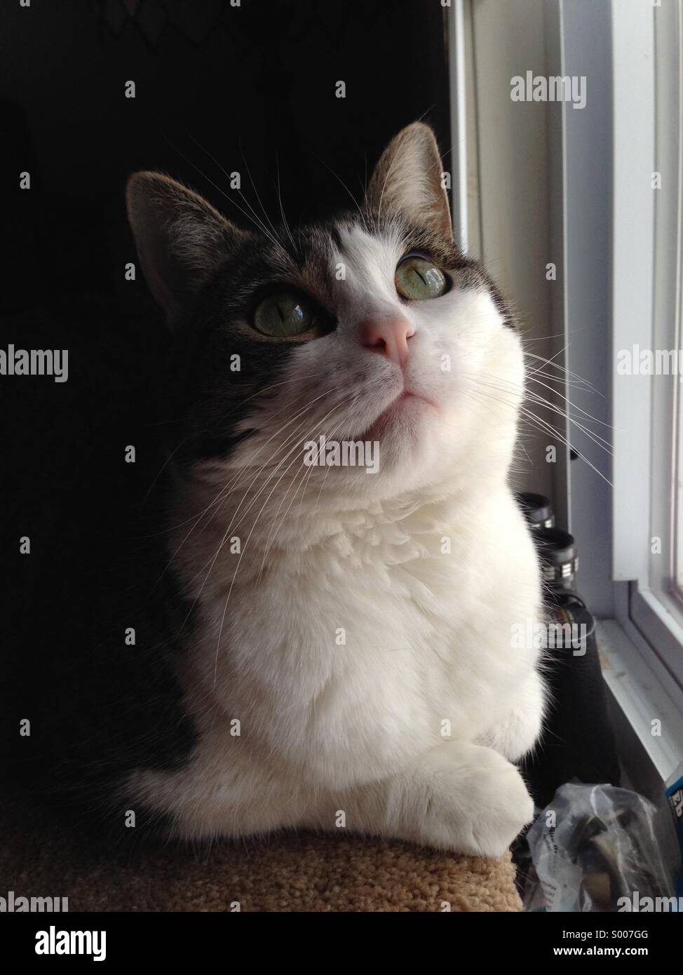 Katze in weiche Fensterlicht Stockfoto