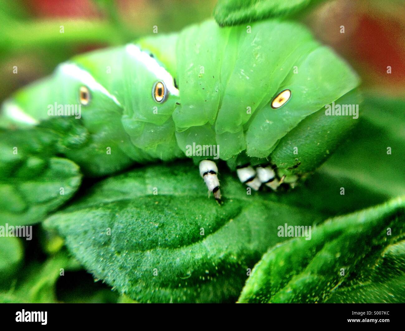 Nahaufnahme von Tomaten hornworm Stockfoto