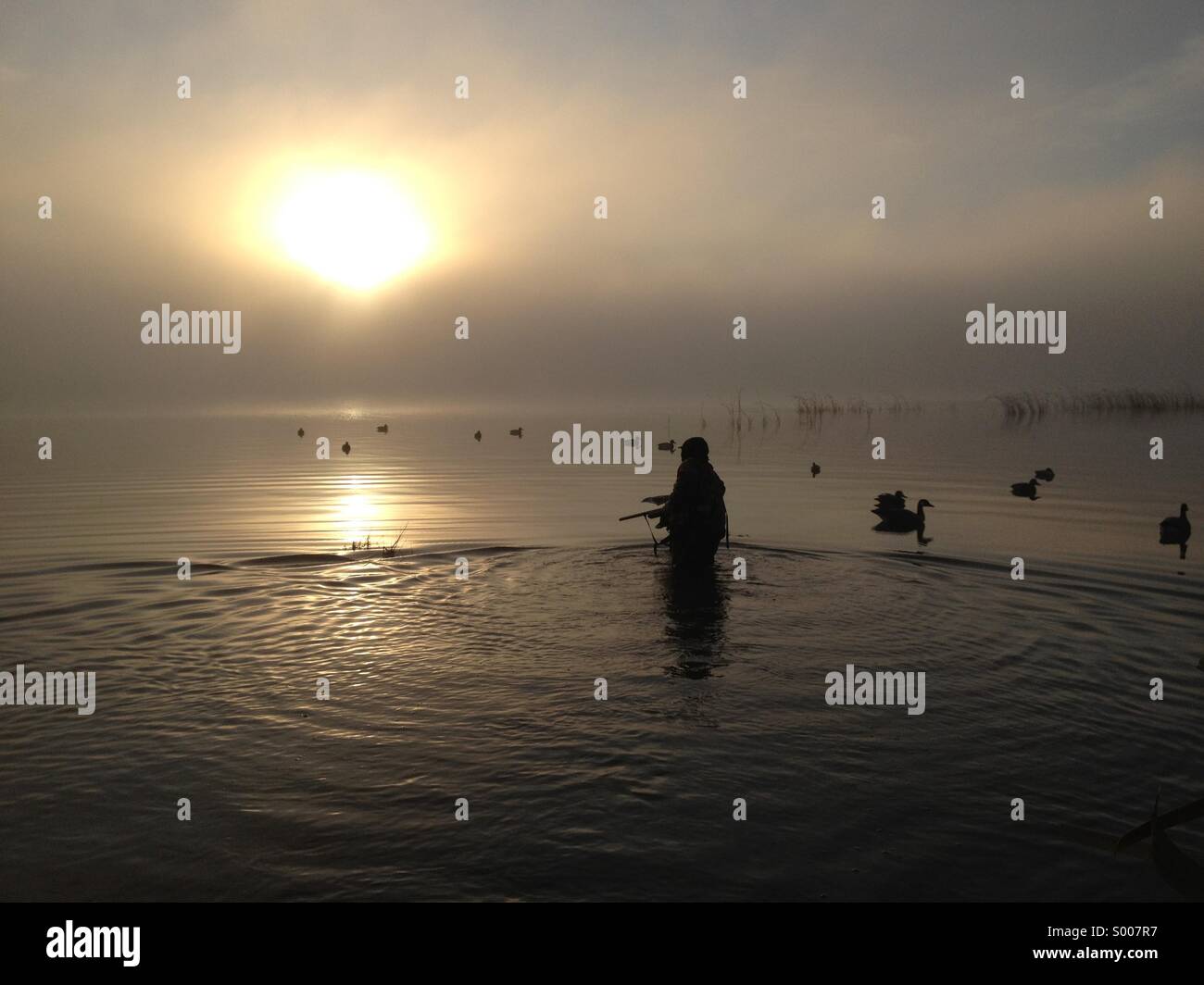 Es ist eine frühe Morgendämmerung an einem nebelverhangenen See, wie Ente und Gans Lockvögel ein Jäger darlegt. Stockfoto