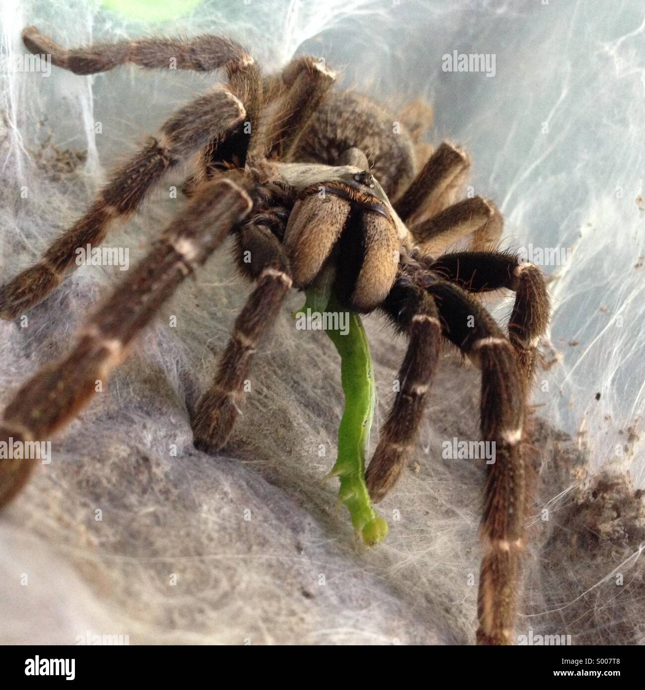 Spinne tarantula arachnida -Fotos und -Bildmaterial in hoher Auflösung –  Alamy
