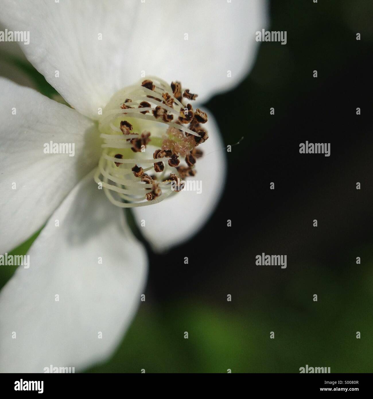 Weiße Blume Makro Stockfoto