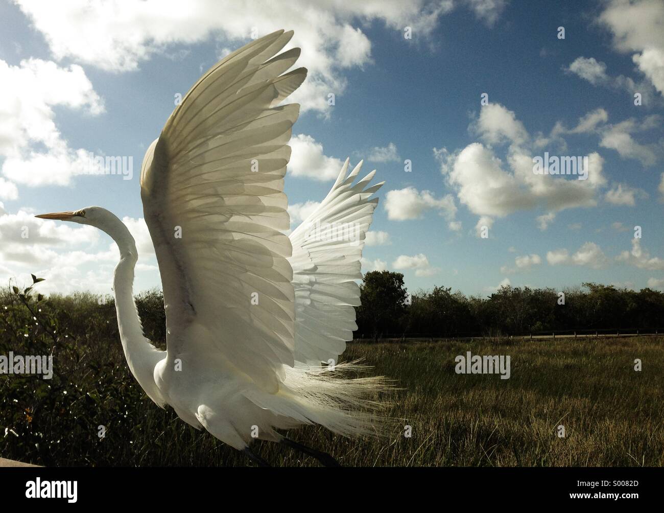 Ein Weißer Reiher ergreift die Flucht in den Everglades. Stockfoto