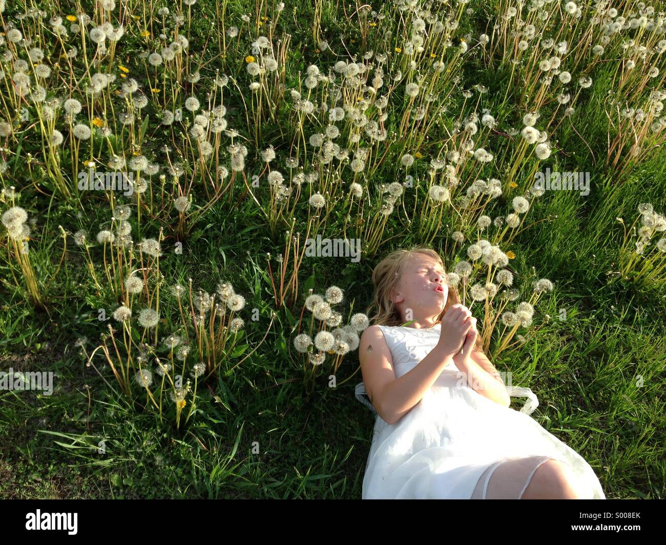 Eine Mädchen in einem Feld von Löwenzahn bläst die Samen in die Luft. Stockfoto