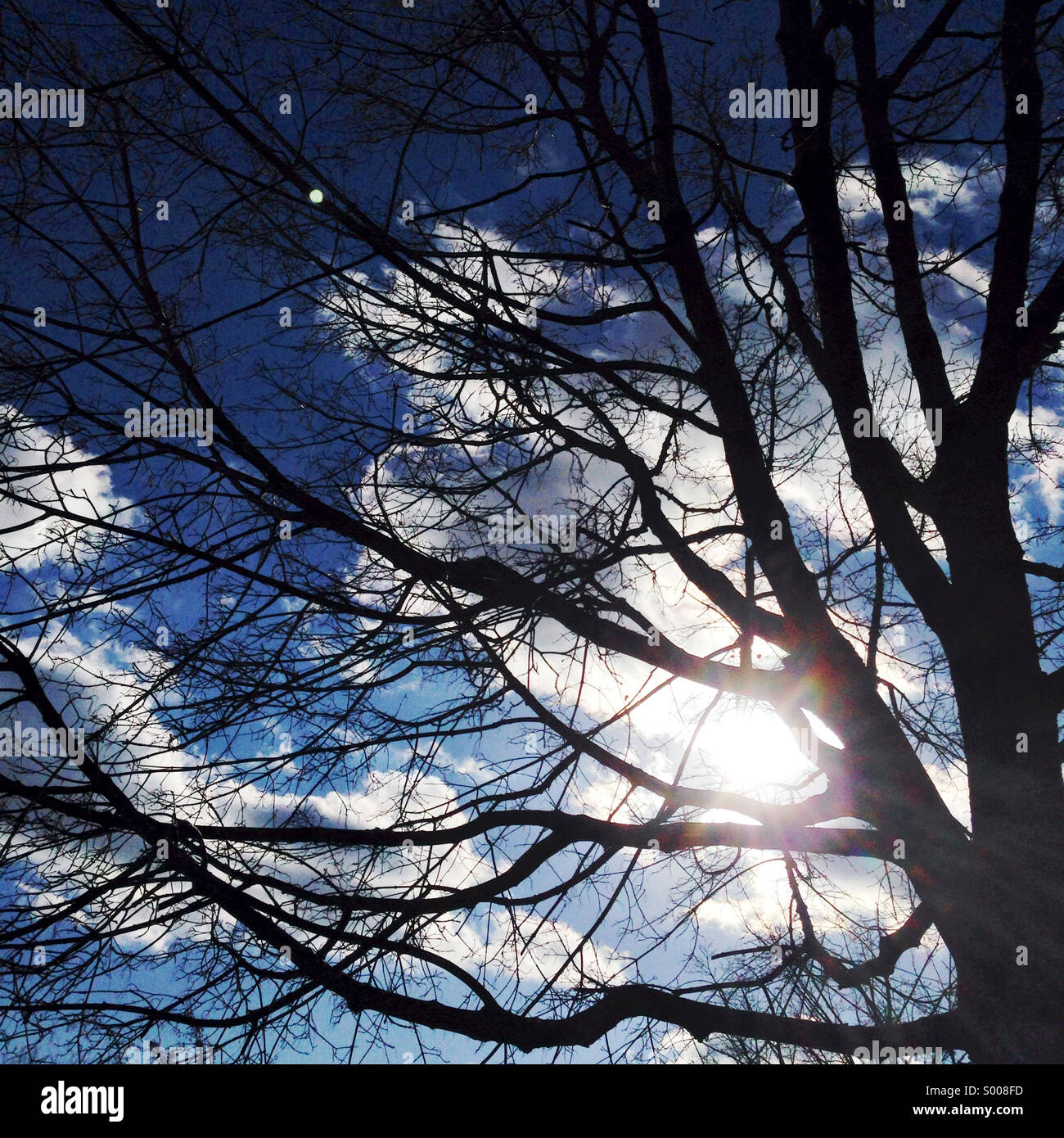 Winter Baum im Sonnenschein. Stockfoto