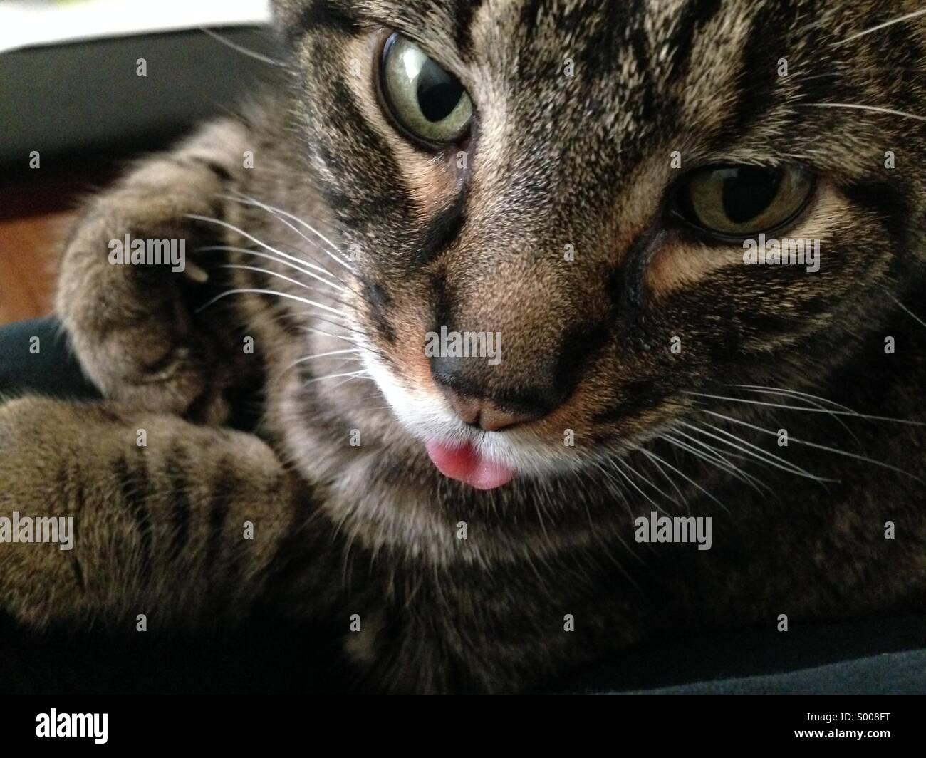 Katze, seine Zunge,-Reinigung. Stockfoto