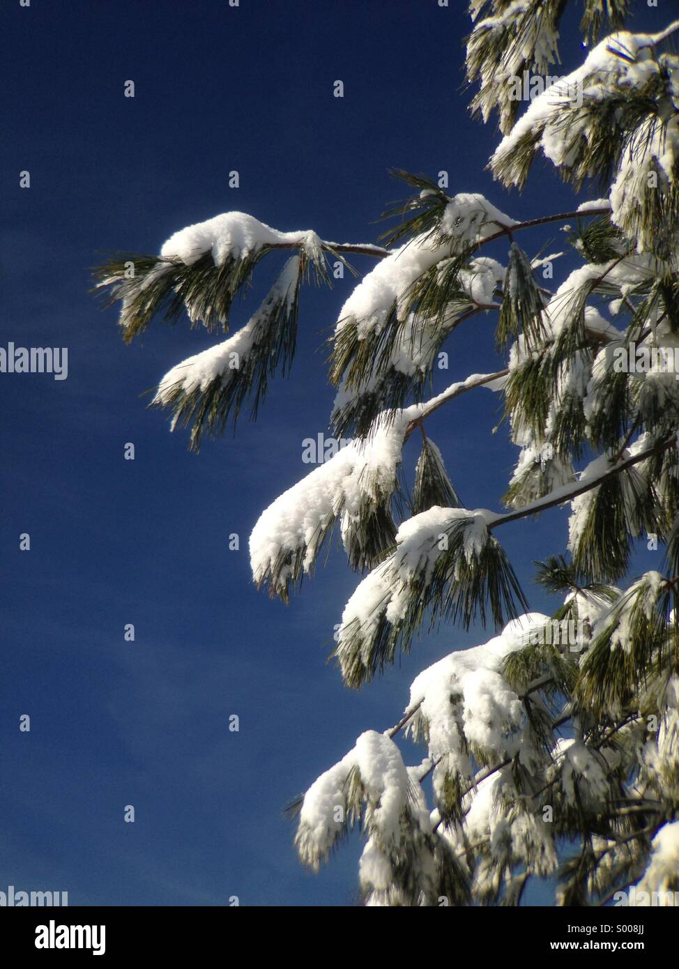 Schnee auf immergrüner Baum. Stockfoto