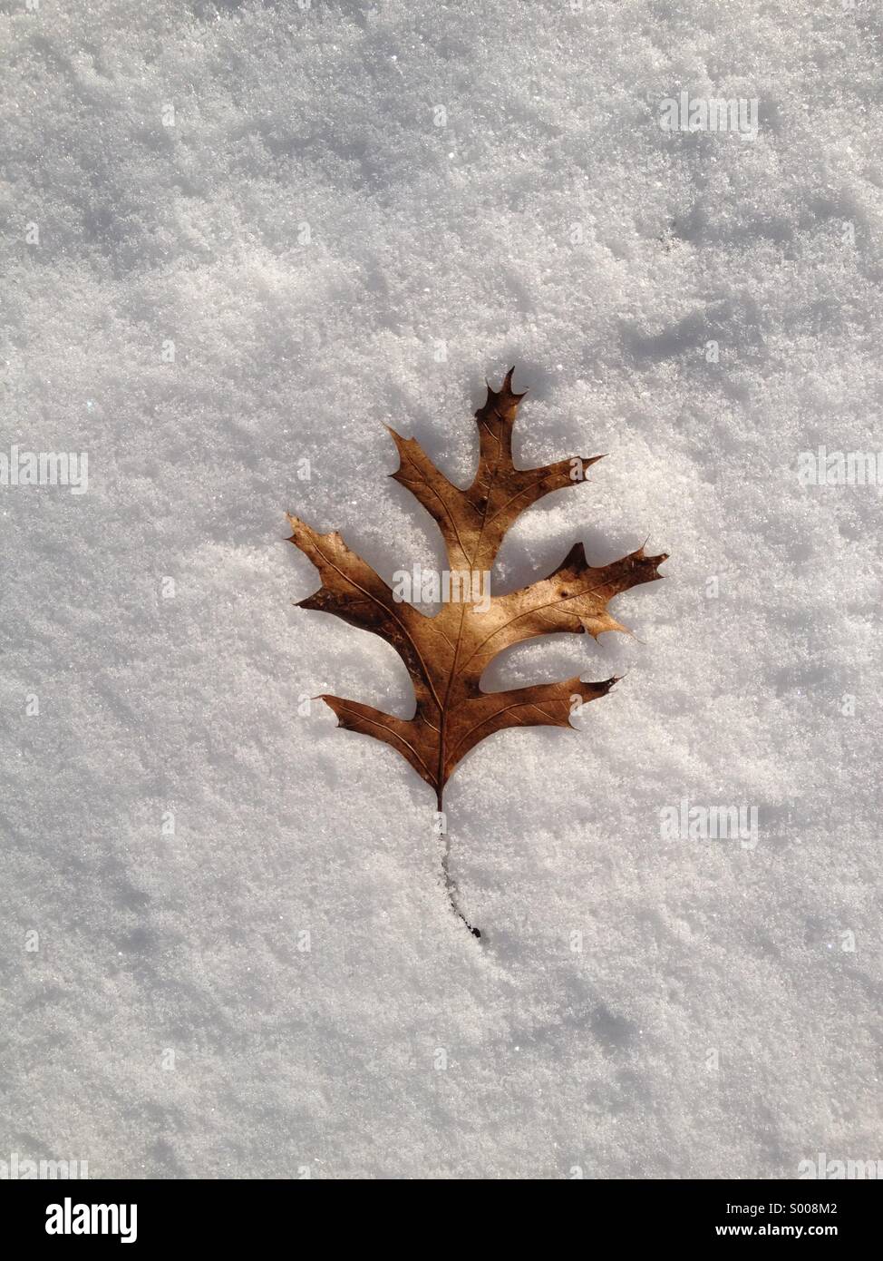 Eichenblatt im Schnee. Stockfoto