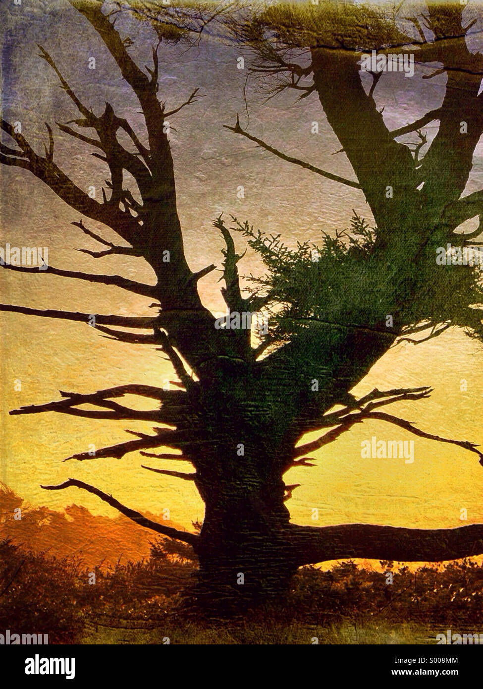 Alten Baum steht hoch auf einem Felsen entlang der Küste von Oregon Silhouette bei Sonnenuntergang - Smartphone-aufgenommenes Stockfoto