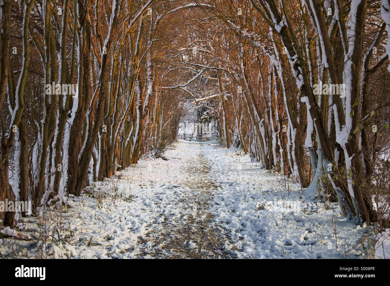 Winter-Pfad Stockfoto