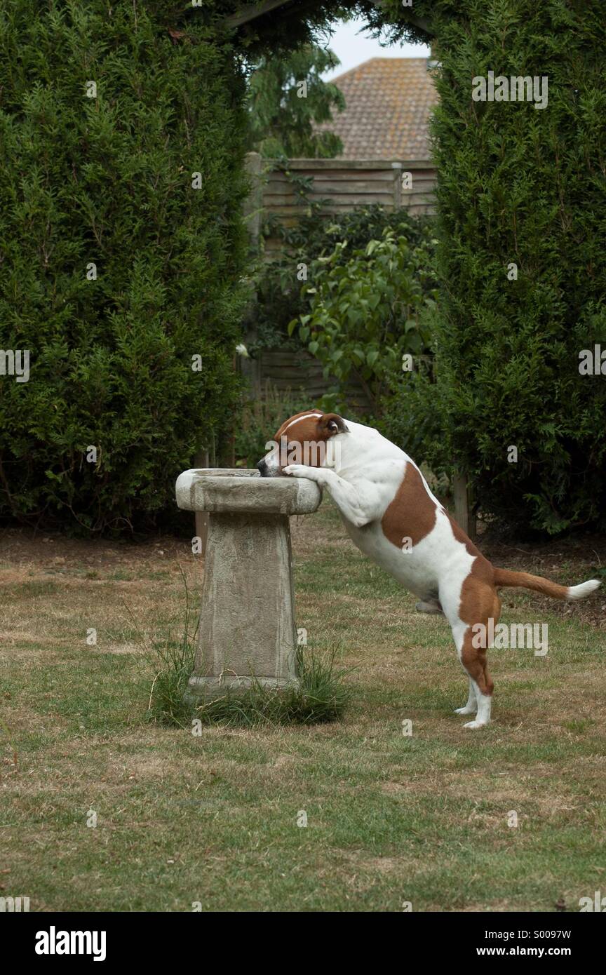 Staffy Hund trinken aus Vogelbad Stockfoto