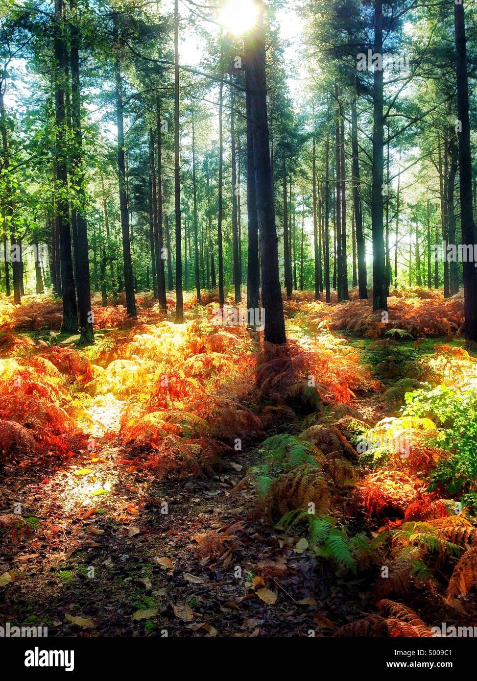 Sonnenlicht-Wald Stockfoto