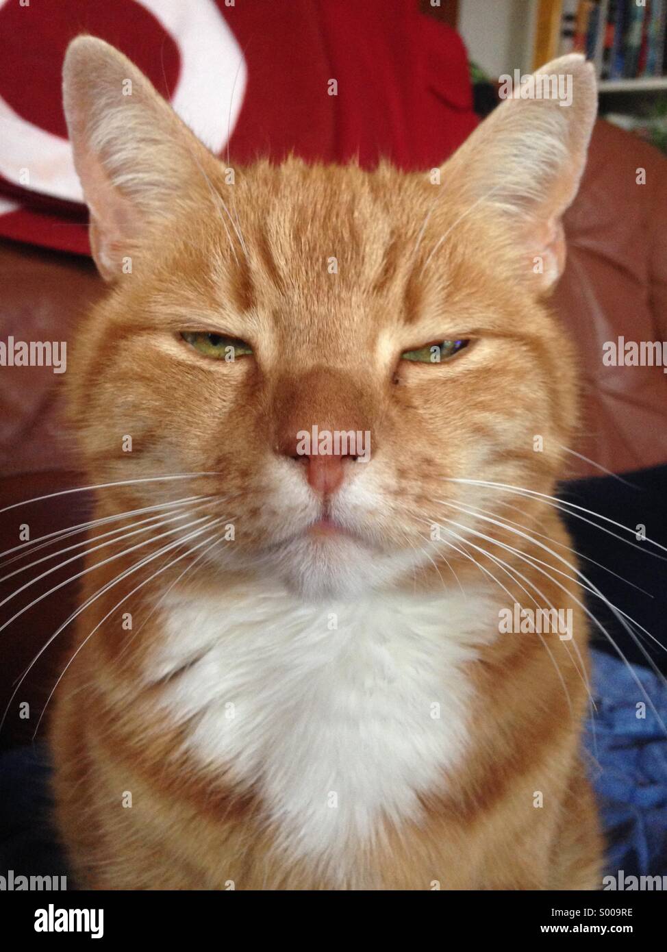 Unsere Katze LISVS Stockfoto