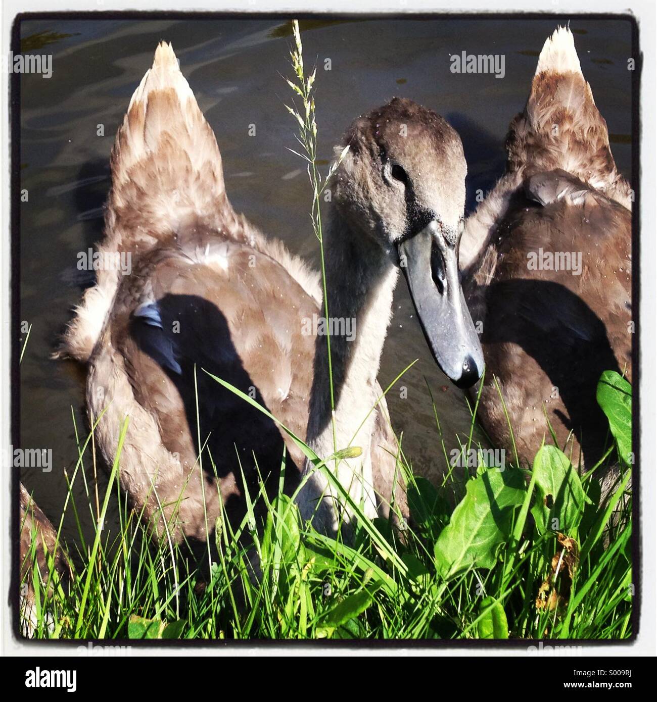 Cygnet - Smartphone-aufgenommenes Stockfoto