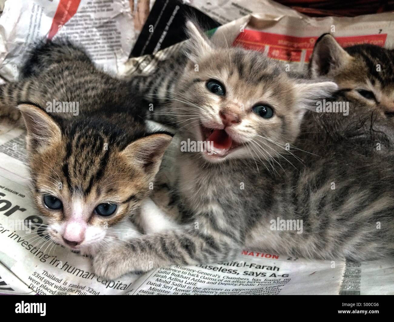 Drei Neugeborene Kätzchen miauen an der Kamera Stockfoto