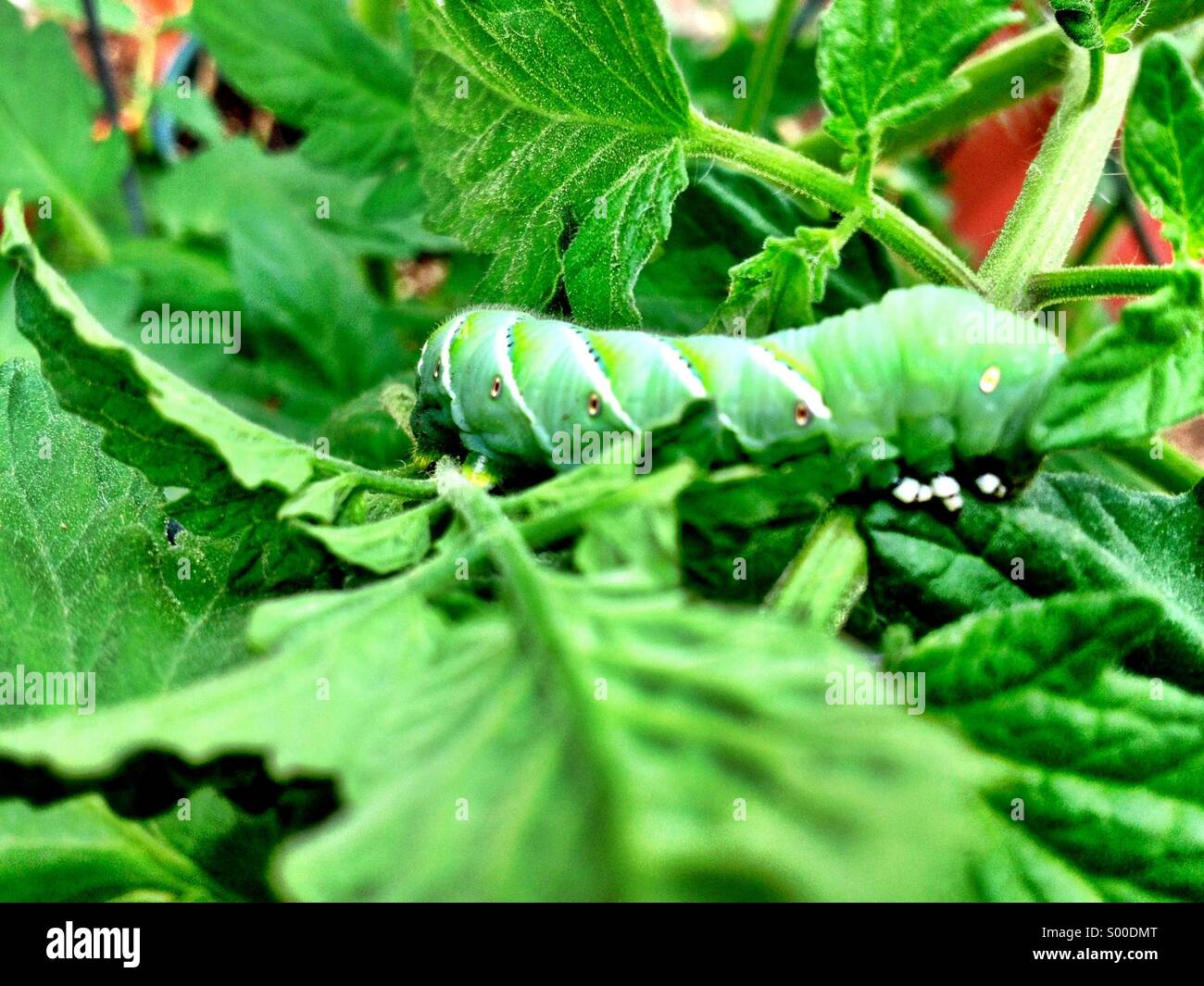 Cam pflanze -Fotos und -Bildmaterial in hoher Auflösung – Alamy