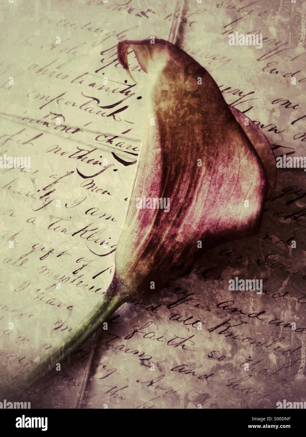 Calla Lily auf alte Briefe Stockfoto