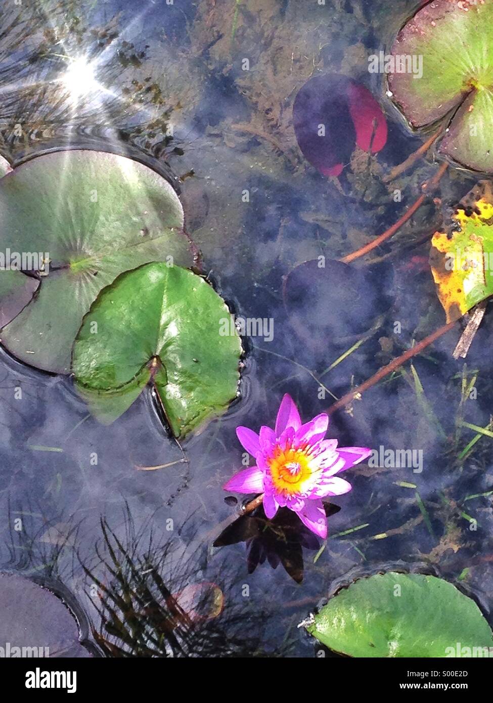 Blumen im Wasser schweben Stockfoto
