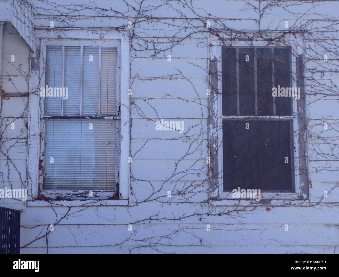 Zwei Fenster auf verlassenen alten Haus: leichte Scheiben frei von Schlingpflanzen, Dunkelkräfte immer von Schlingpflanzen überwuchert, winter im Norden von Illinois Stockfoto
