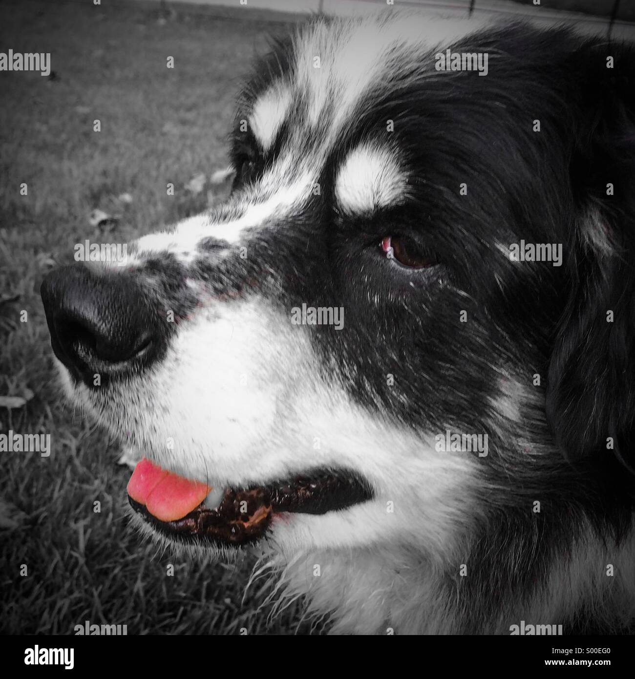 Collie Hund mit rosa Zunge niedlich Stockfotografie - Alamy