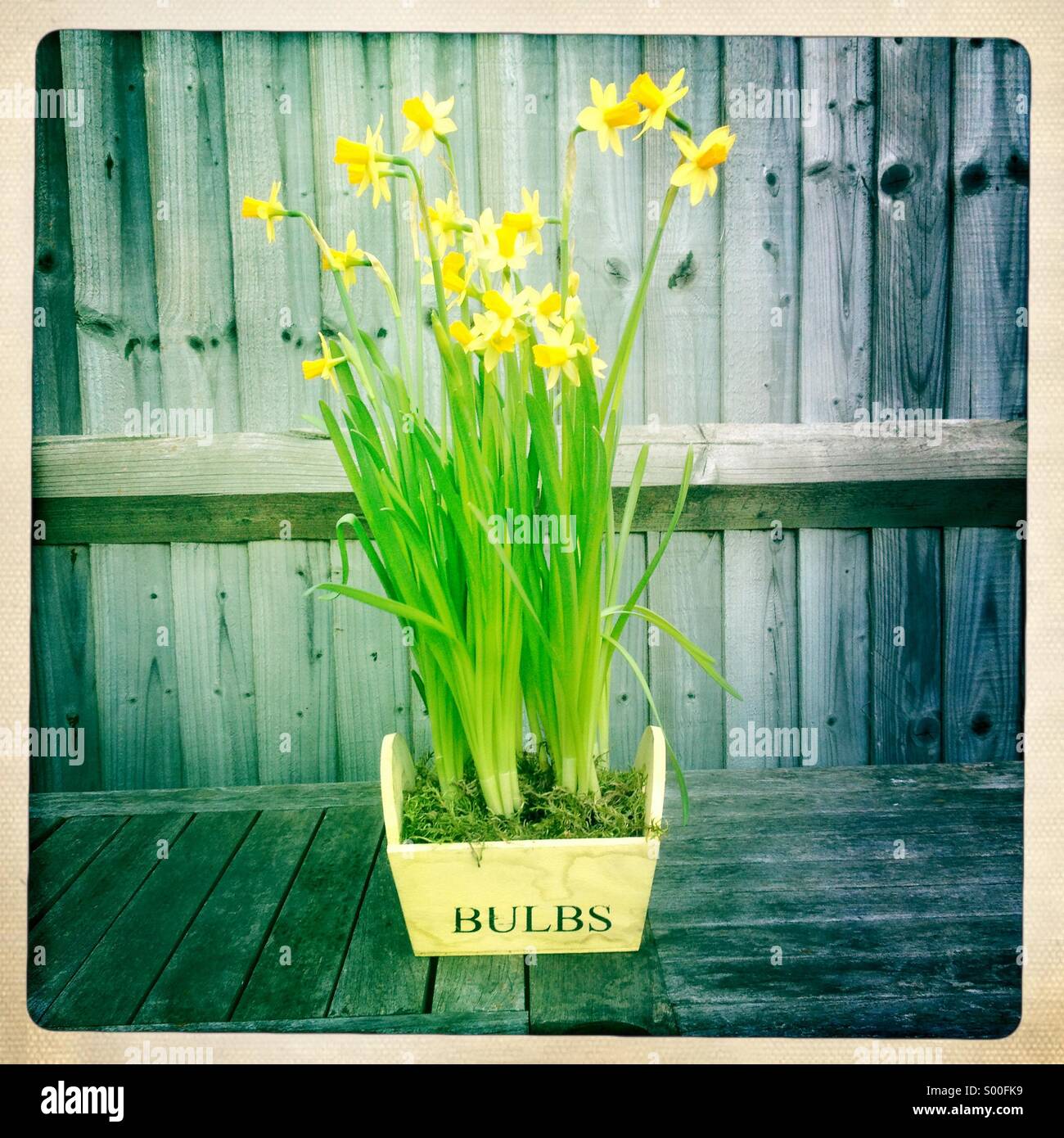Frühling Blumen. Narcissus-Lampen. Stockfoto
