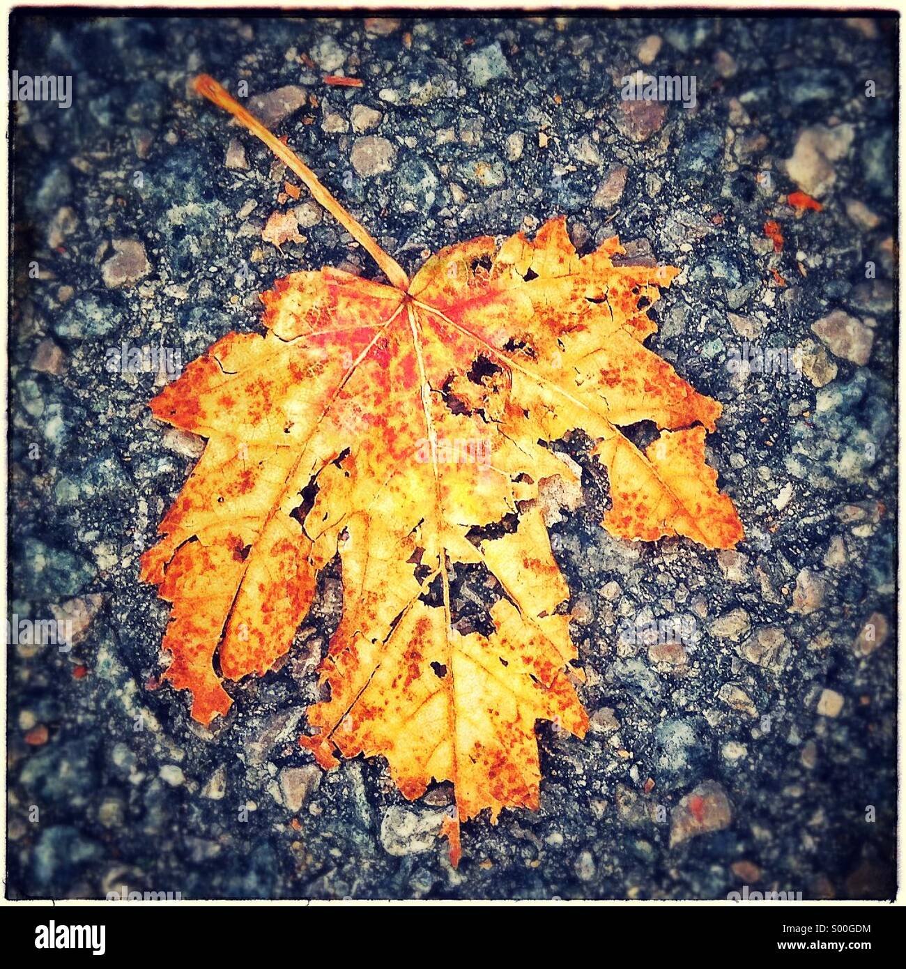 Herbst Blatt am Boden Stockfoto