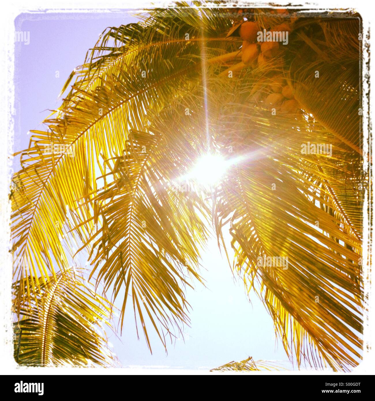 Palmen in der Sonne Stockfoto